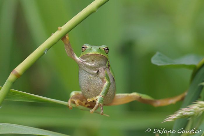 concours rainette Photographe animalier Stéfane Gautier